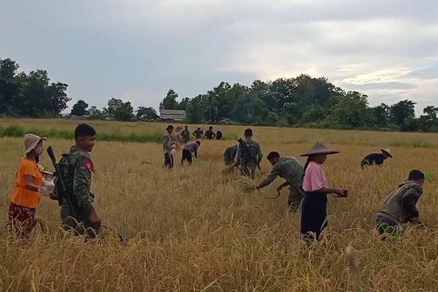 ဘေးရှောင်များ၏ စပါးခင်းများကို AA ရိတ်သိမ်းပေး