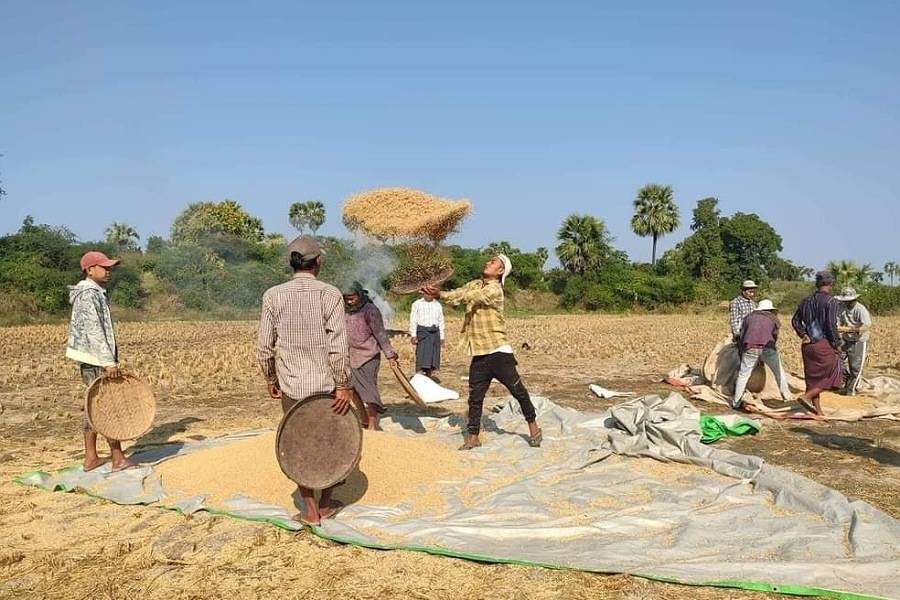 လူငယ်သူရဲကောင်းတပ်(YRF) အနေဖြင့် ရိက္ခာ စပါး (၂၀၀) ဝန်းကျင်ရရှိ